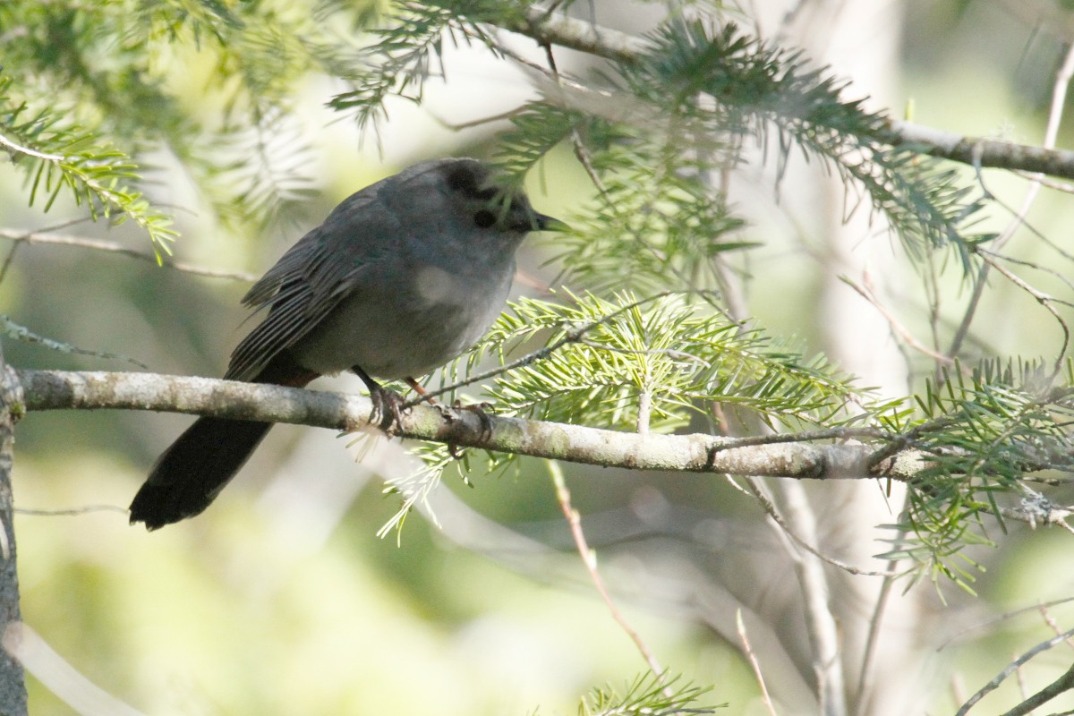 Gray Catbird - steve b