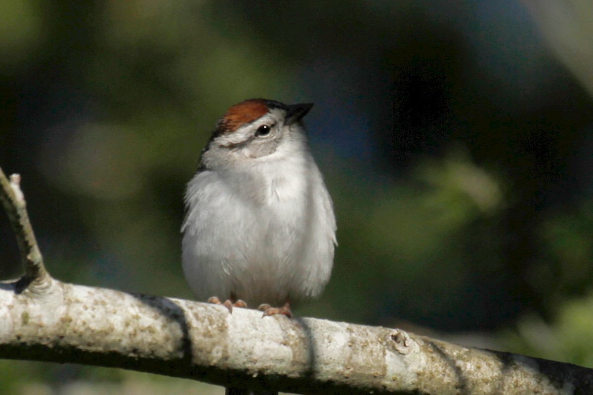 Chipping Sparrow - steve b