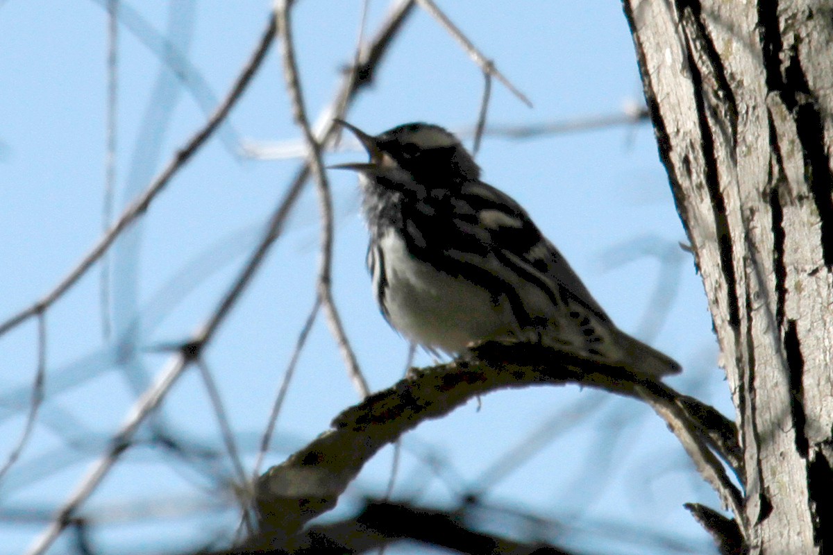Black-and-white Warbler - steve b