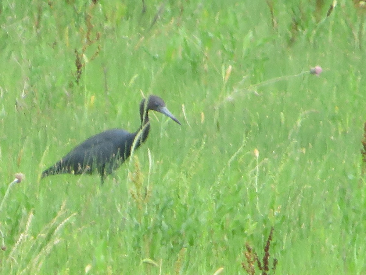 Little Blue Heron - ML337713951