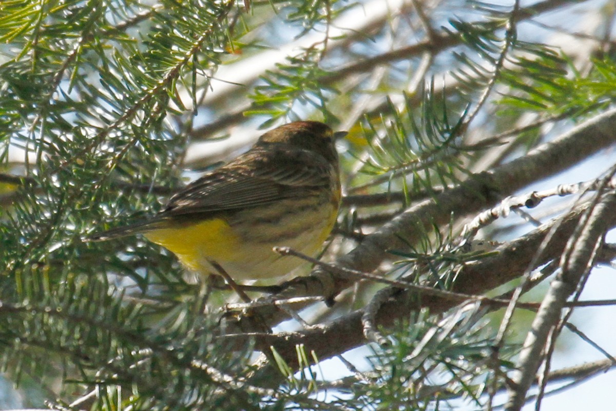 Palm Warbler - steve b