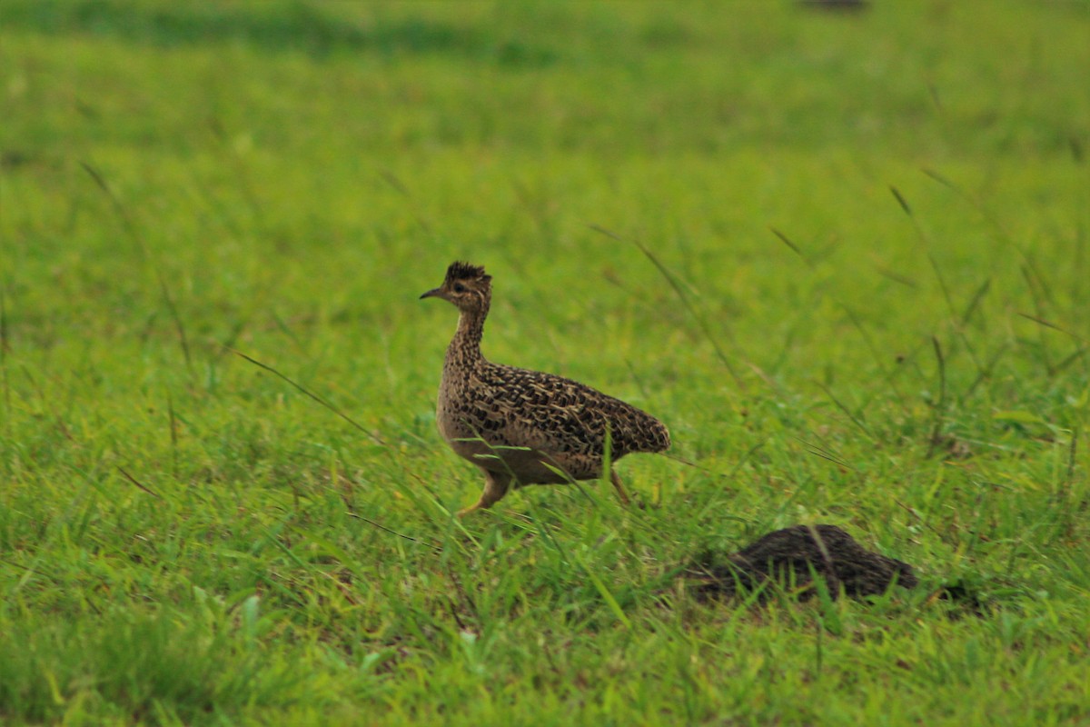 Chilean Tinamou - ML33771521