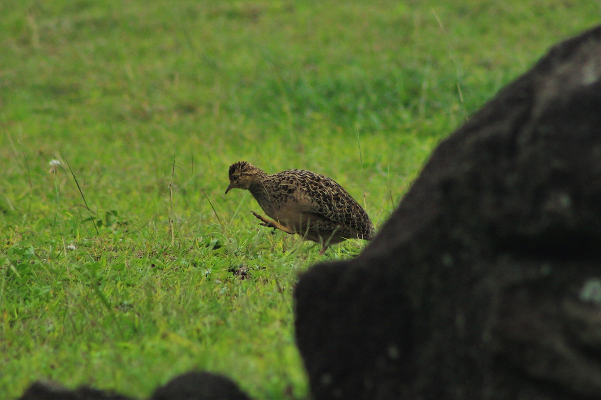 Chilean Tinamou - ML33771531