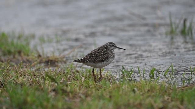 Wood Sandpiper - ML337715311