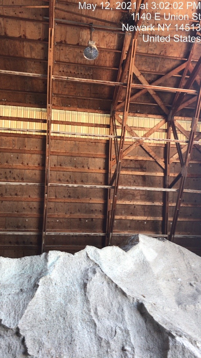 Common Raven - ML337715591