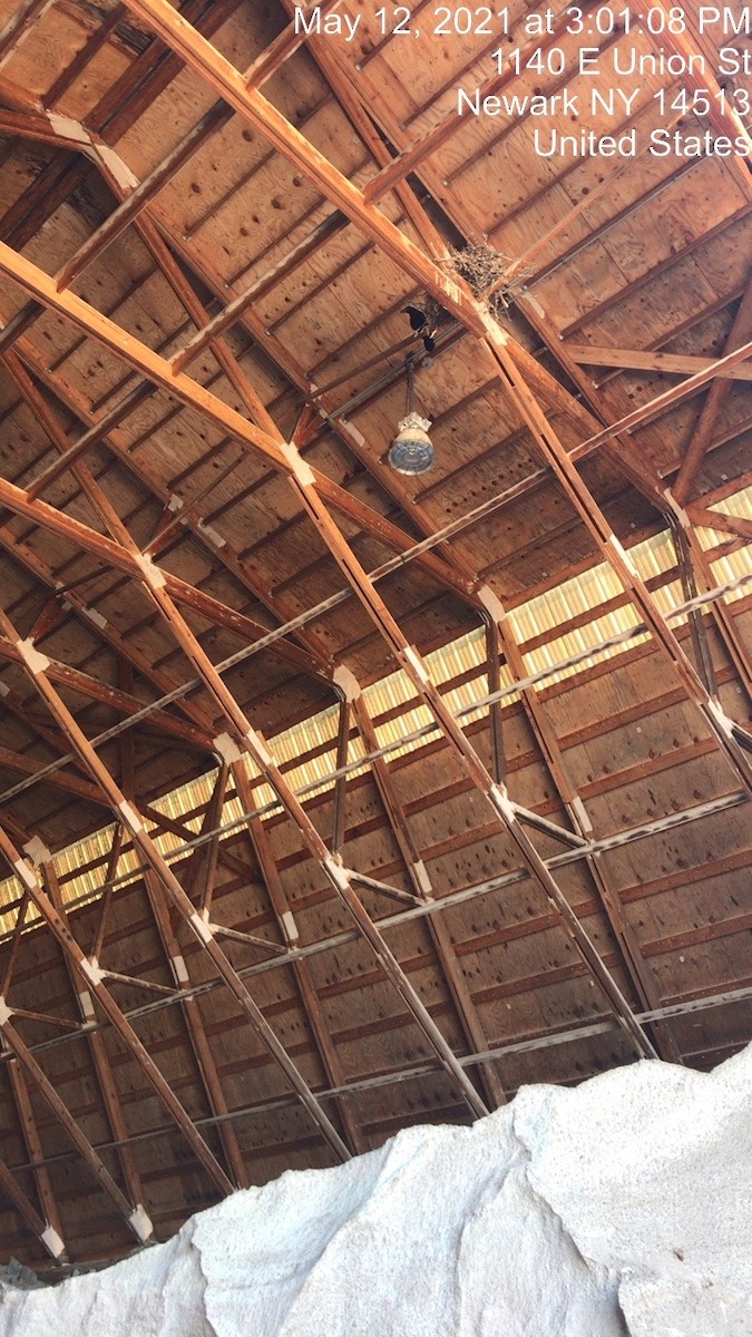 Common Raven - ML337715601