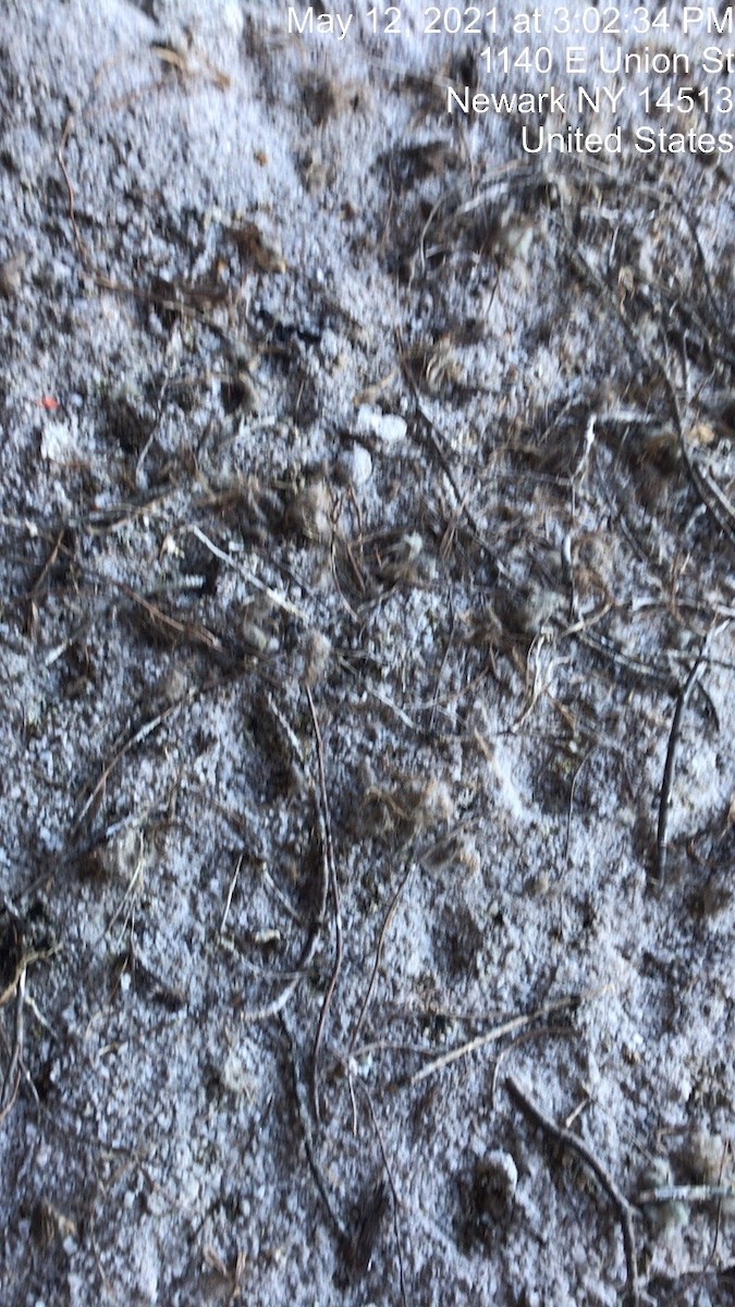 Common Raven - ML337715611