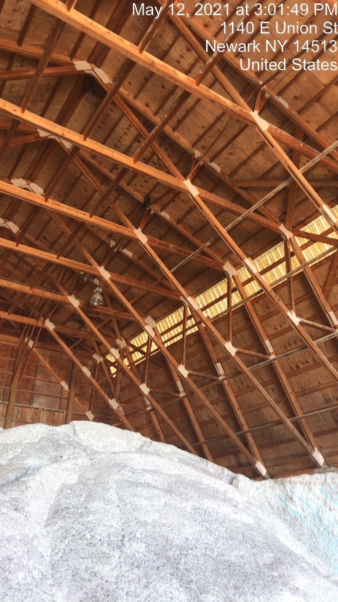 Common Raven - ML337715621