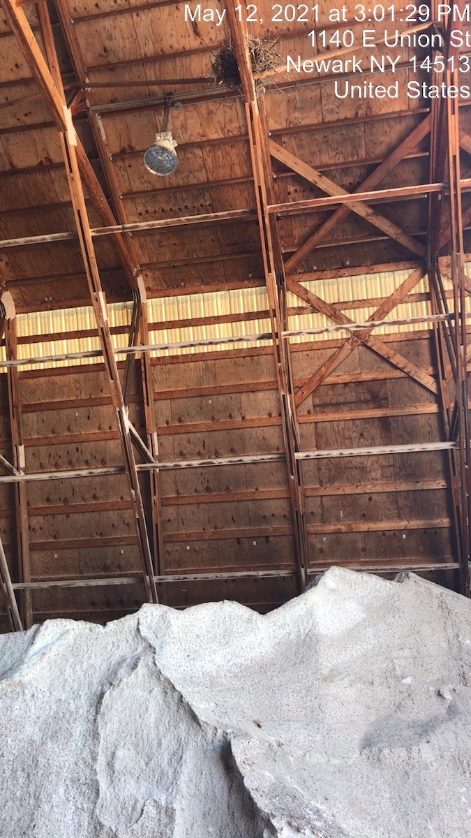 Common Raven - ML337715631