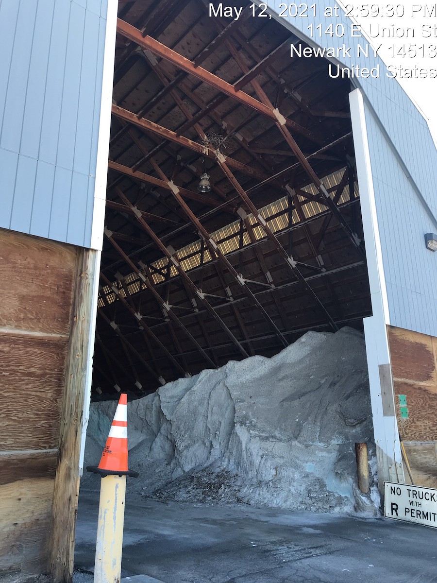 Common Raven - ML337715691