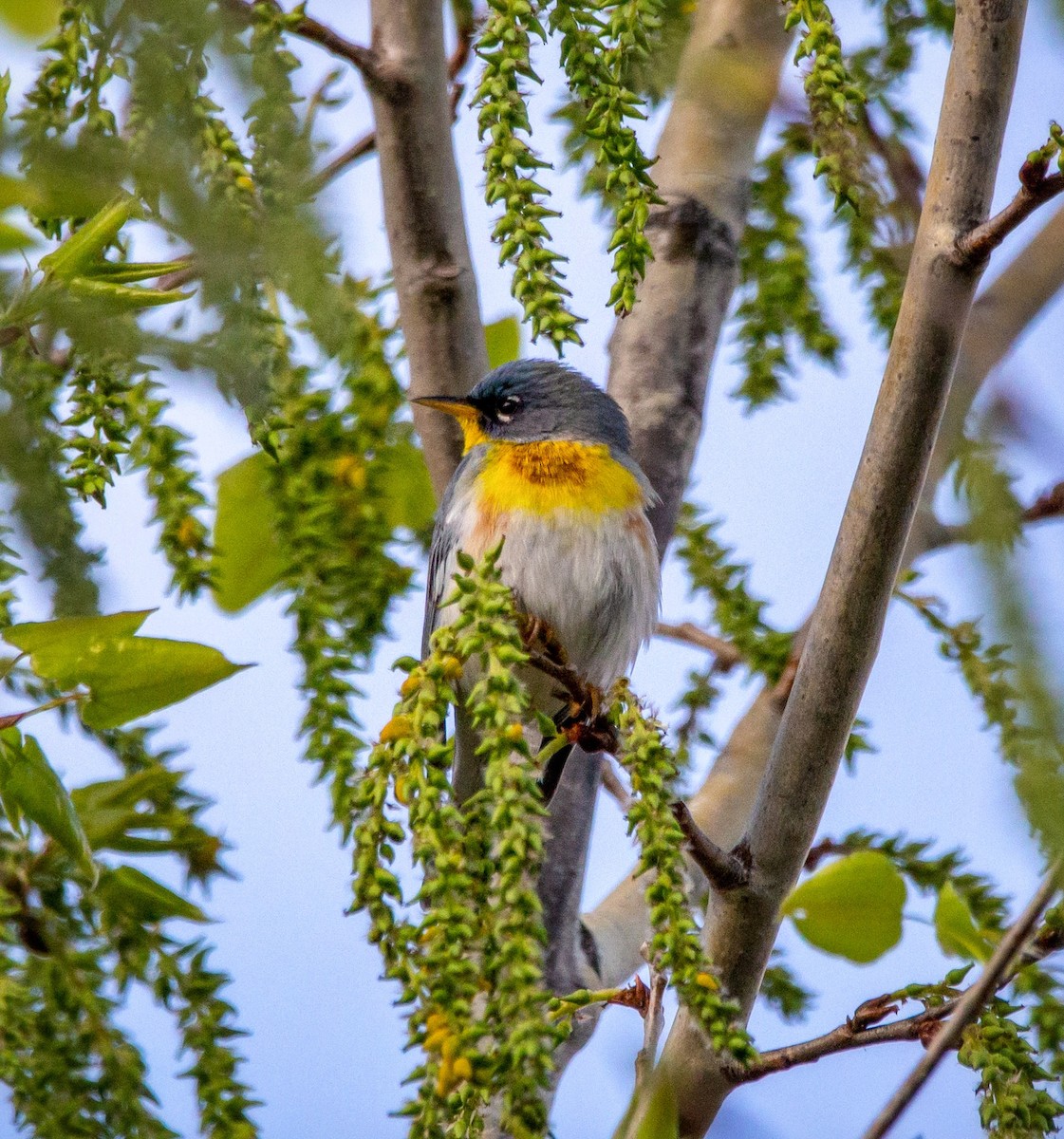 Northern Parula - ML337716871