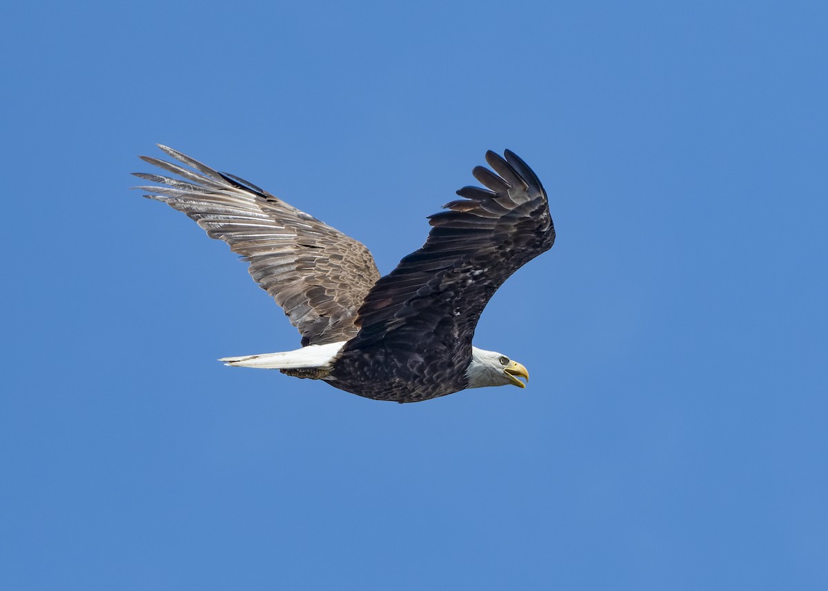 Bald Eagle - ML337717141