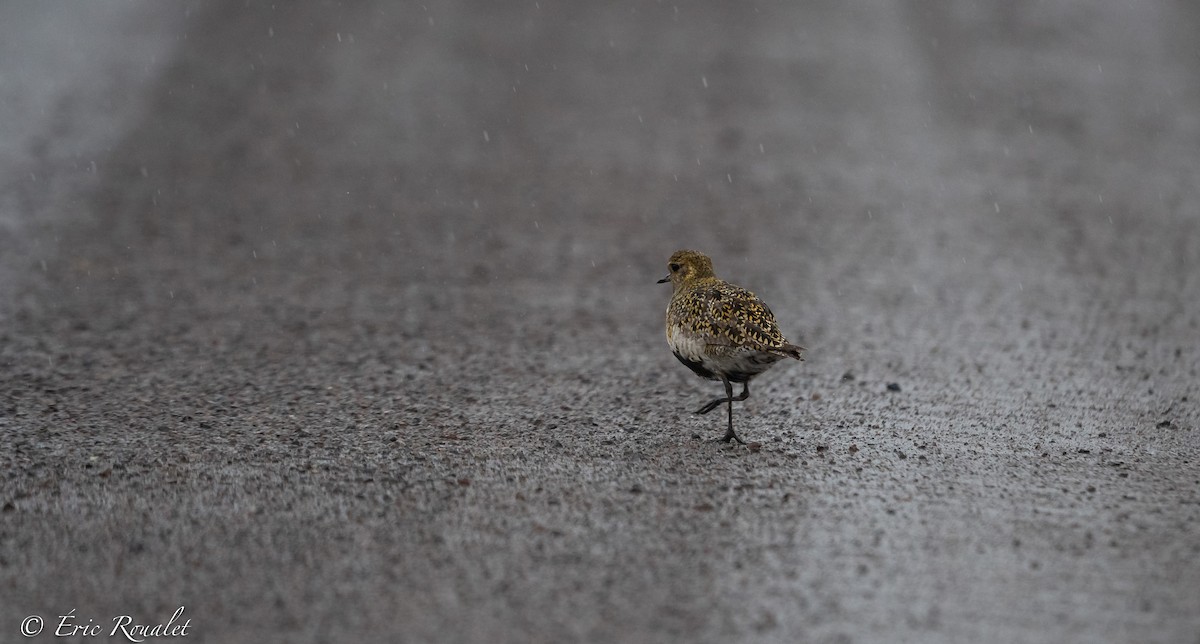 European Golden-Plover - ML337717171