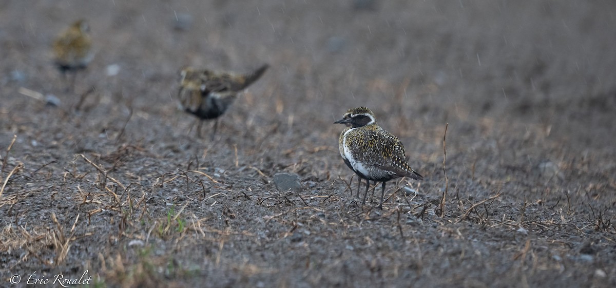 European Golden-Plover - Eric Francois Roualet