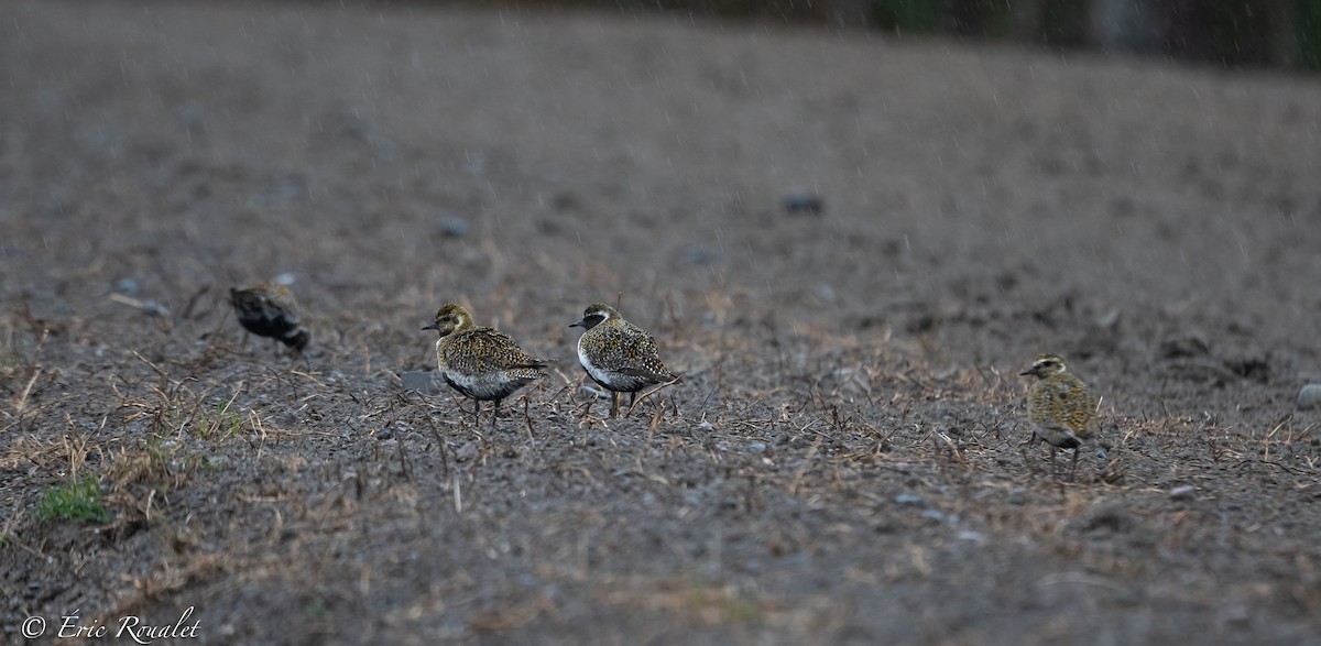 European Golden-Plover - ML337717201