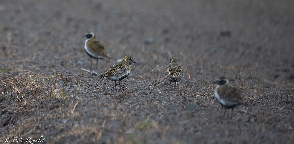 European Golden-Plover - ML337717211