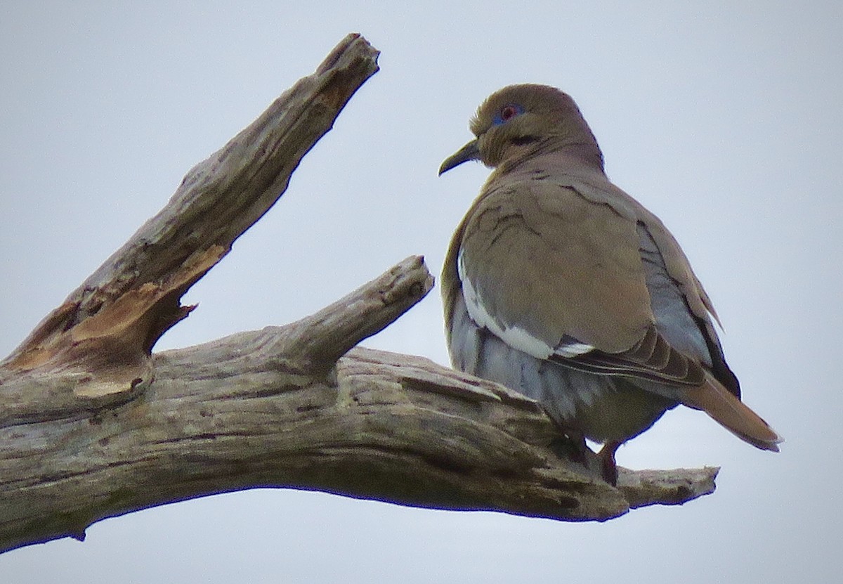 White-winged Dove - ML337717881