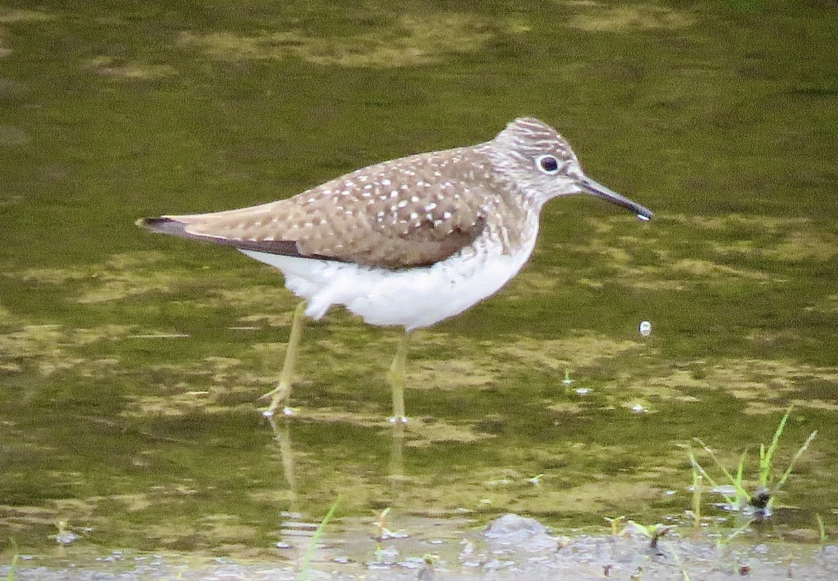 Solitary Sandpiper - ML337718221