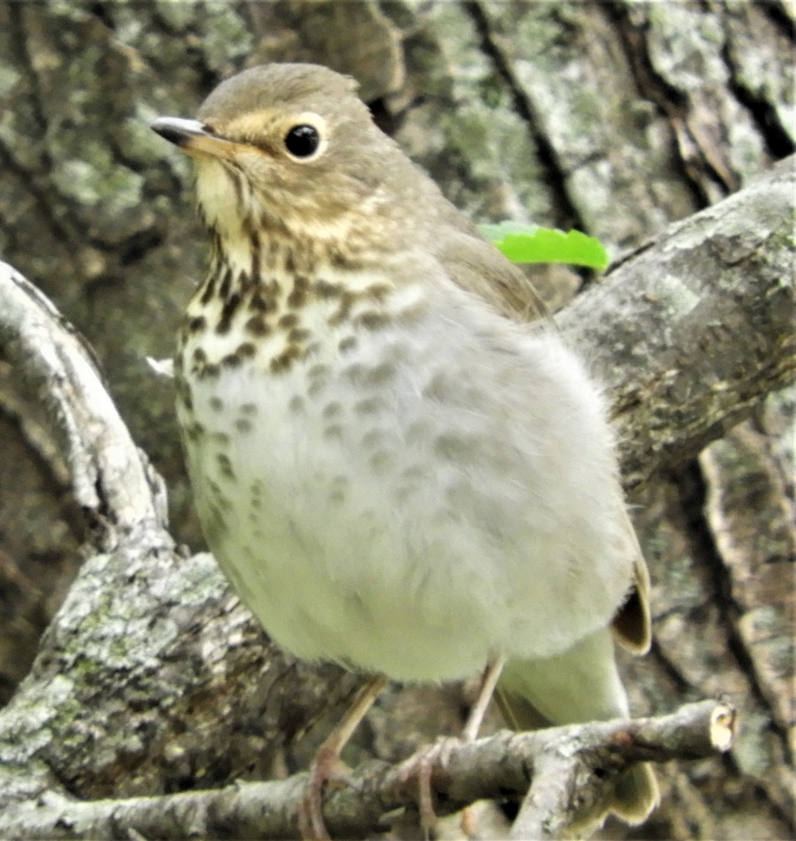 Swainson's Thrush - ML337718811