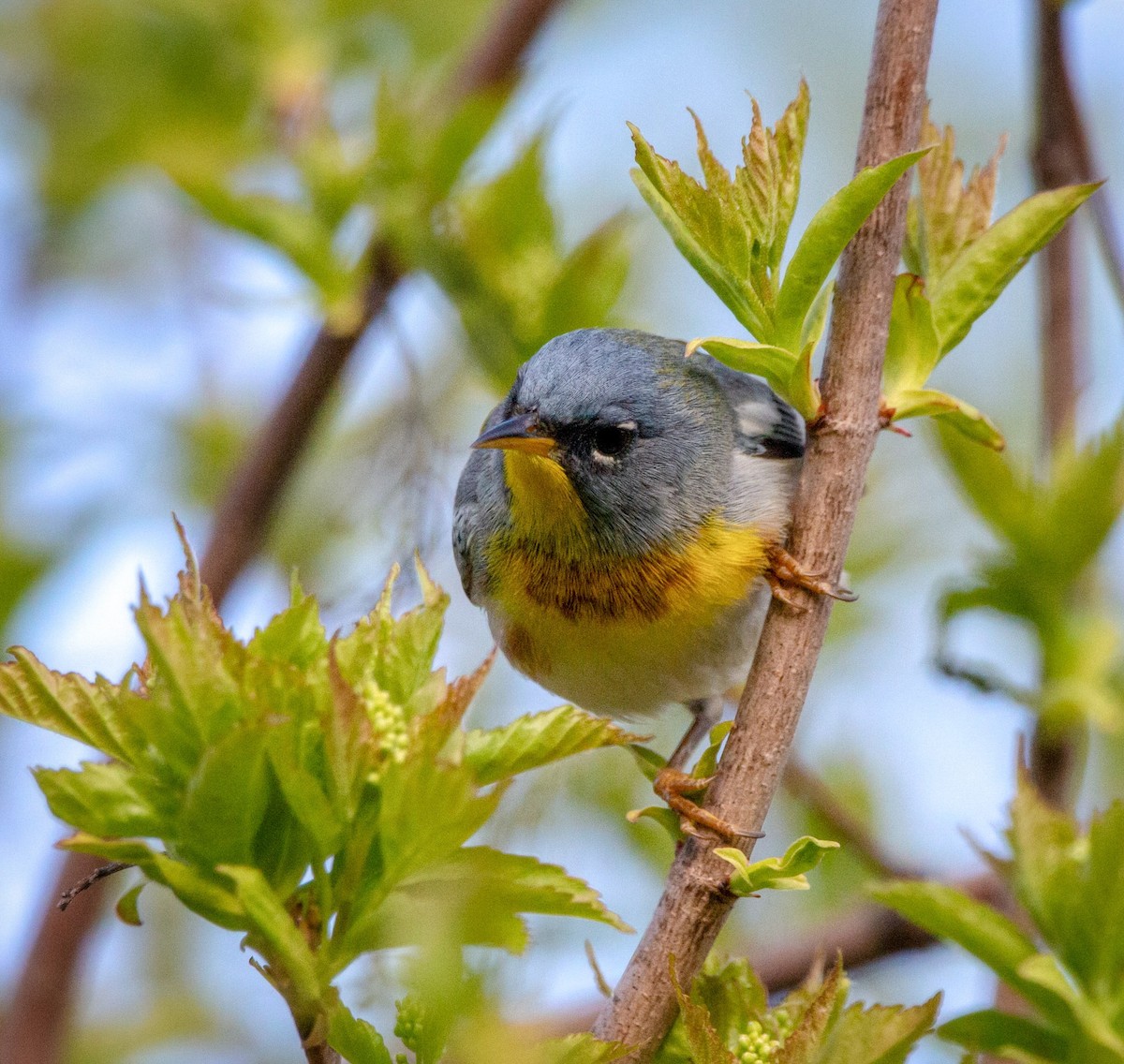 Northern Parula - ML337719191