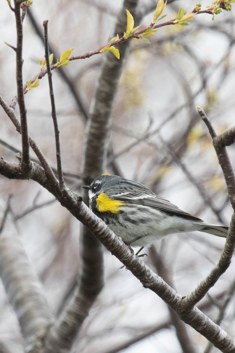 Yellow-rumped Warbler - ML337719911