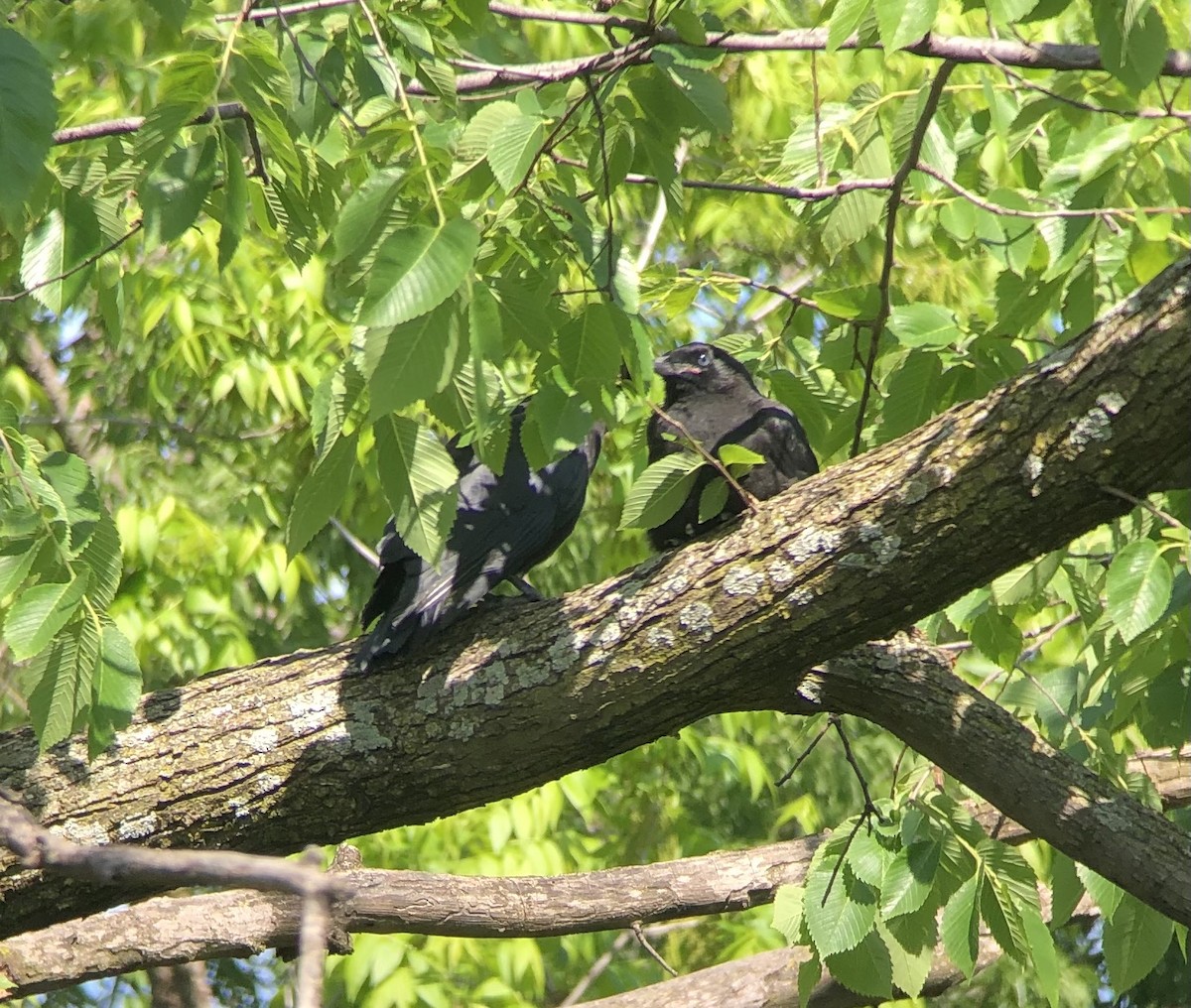 American Crow - ML337719931
