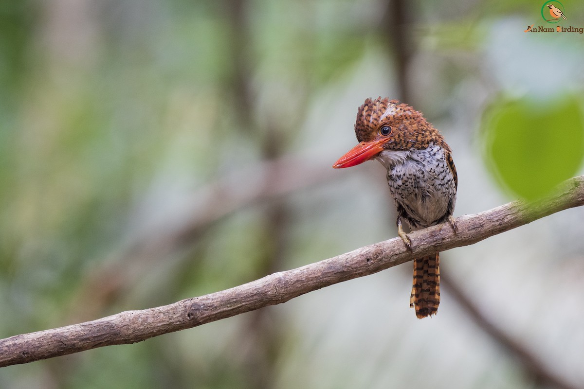 Banded Kingfisher - ML337720351