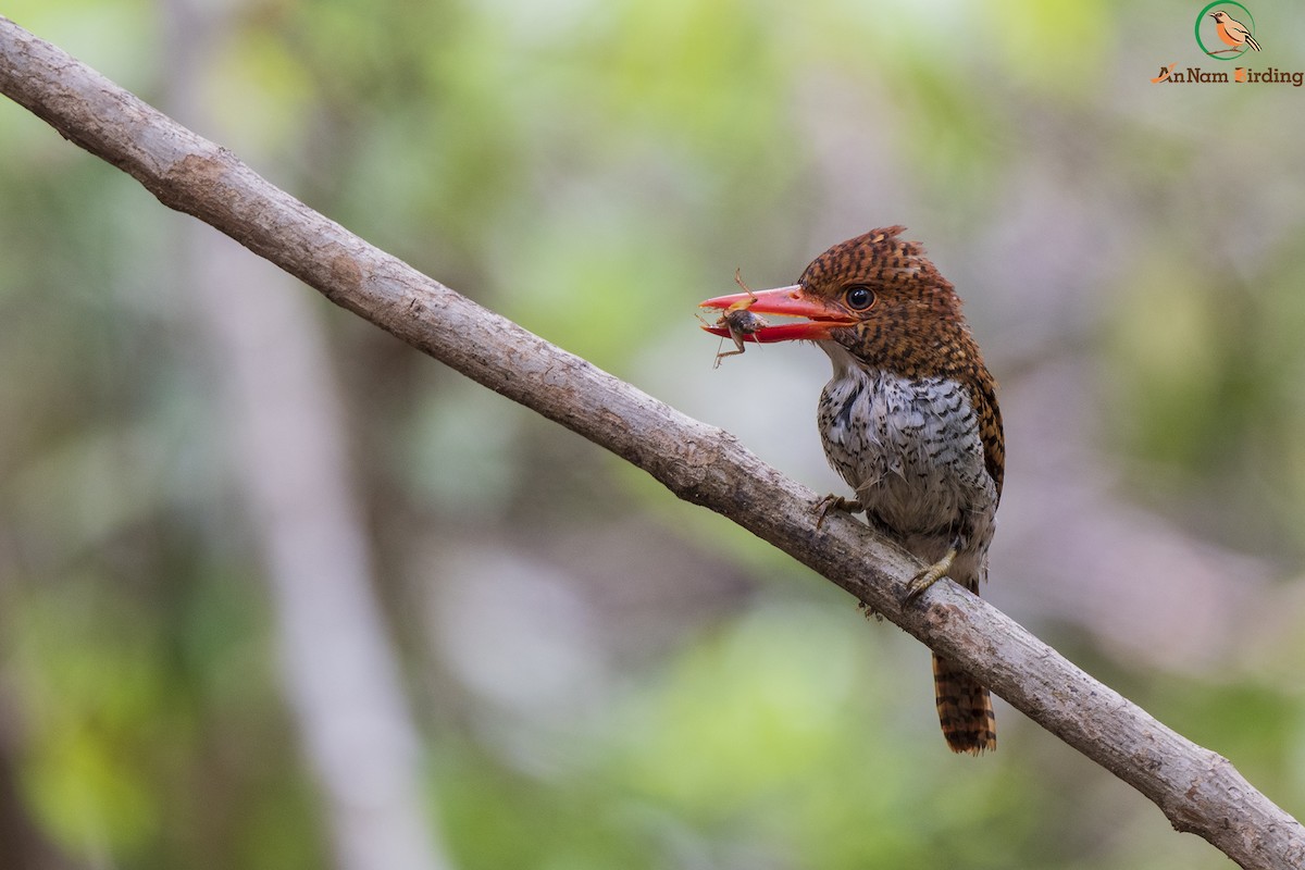 Banded Kingfisher - Dinh Thinh