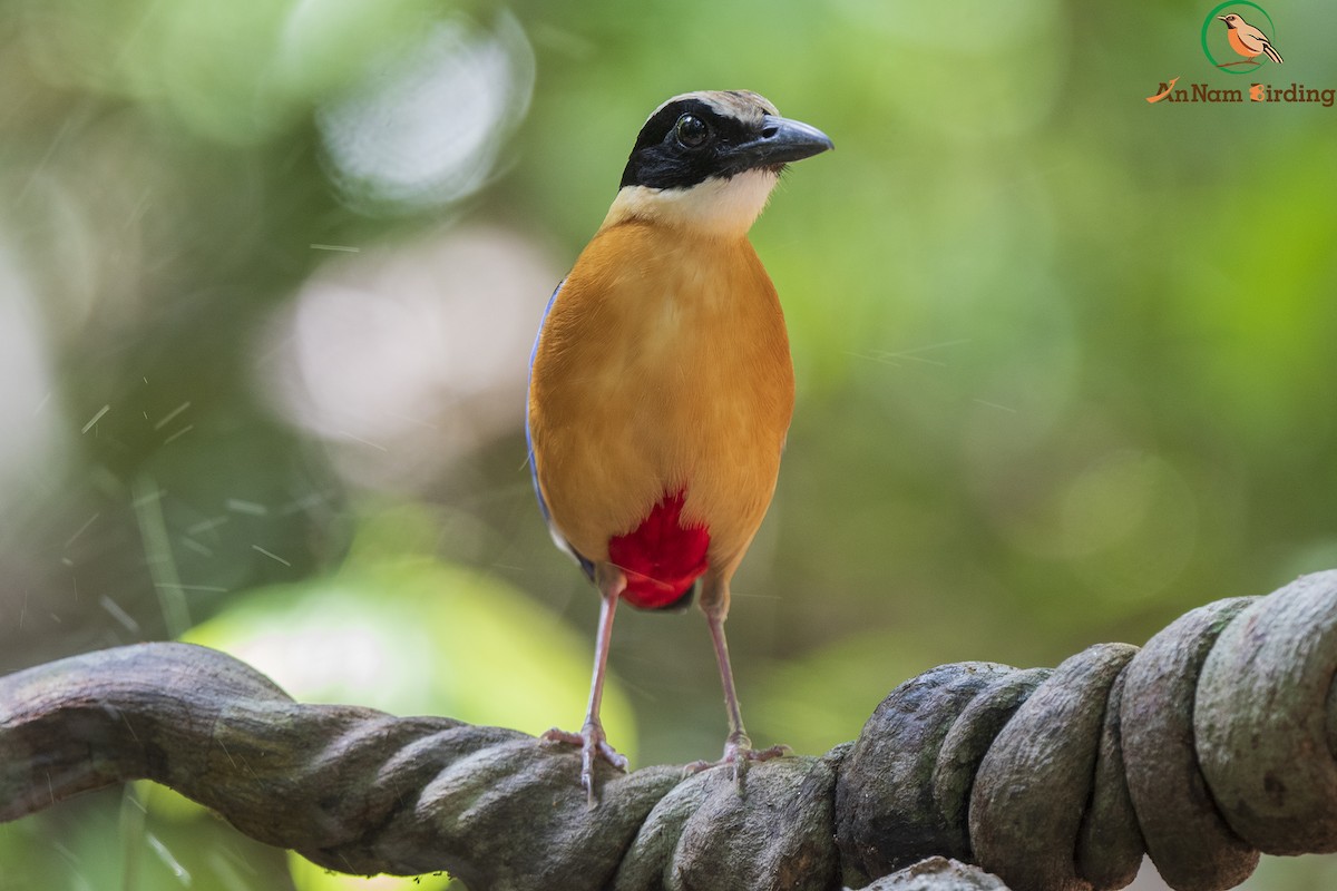 Blue-winged Pitta - Dinh Thinh