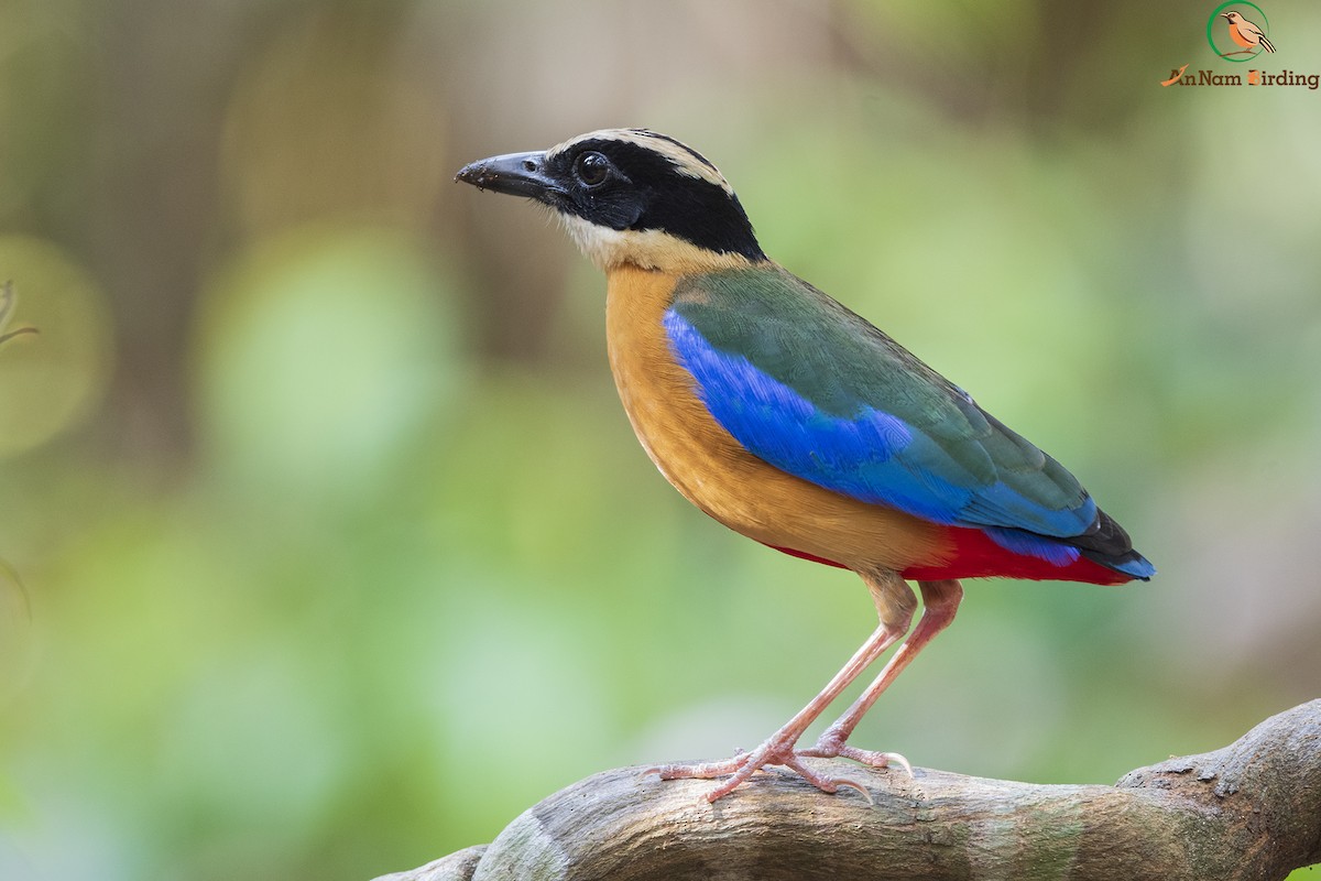 Blue-winged Pitta - Dinh Thinh