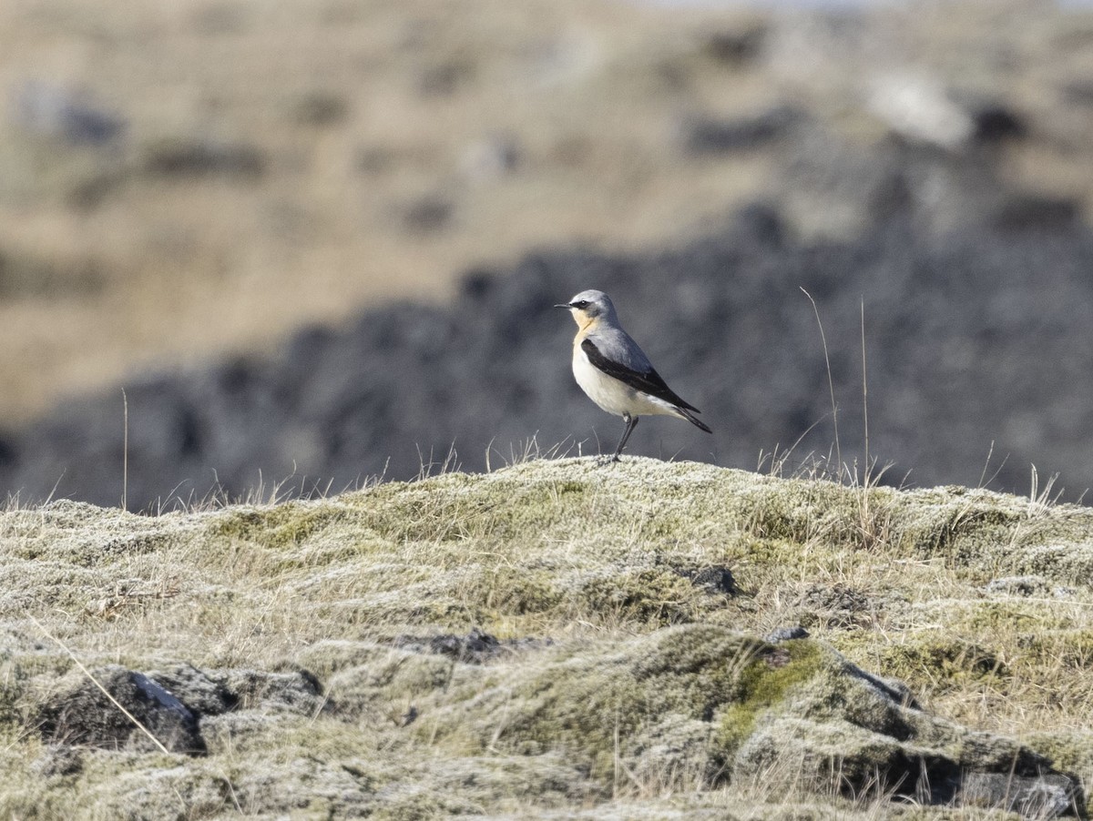 Northern Wheatear - Mouser Williams