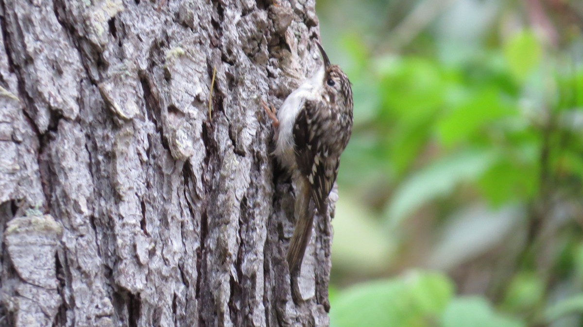 Brown Creeper - ML337720851
