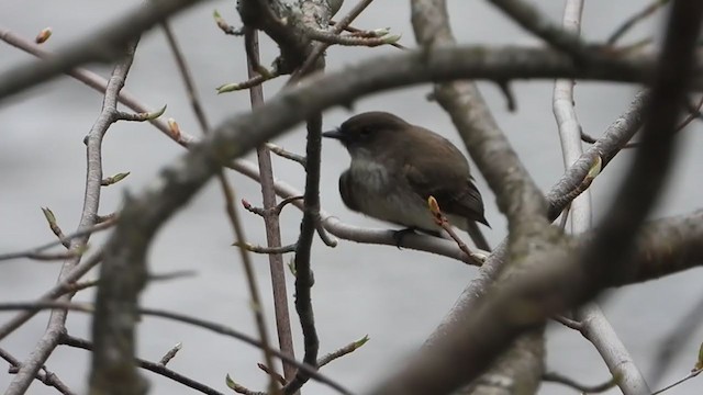 Eastern Phoebe - ML337720861