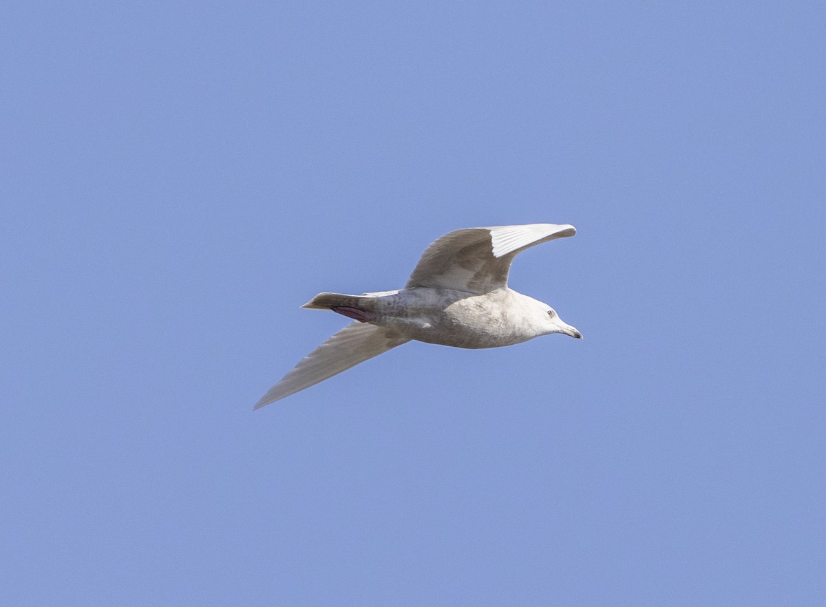 gull sp. - Mouser Williams