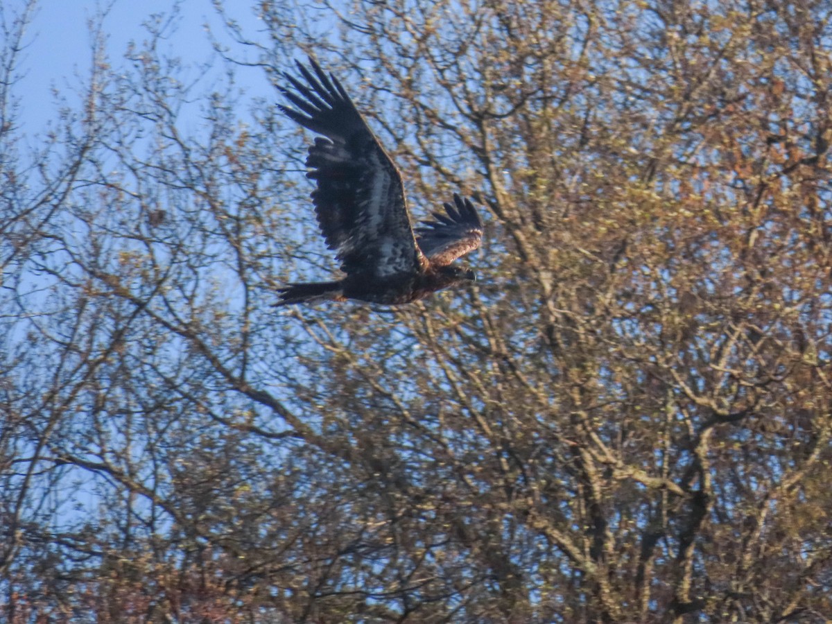 Bald Eagle - ML337724071