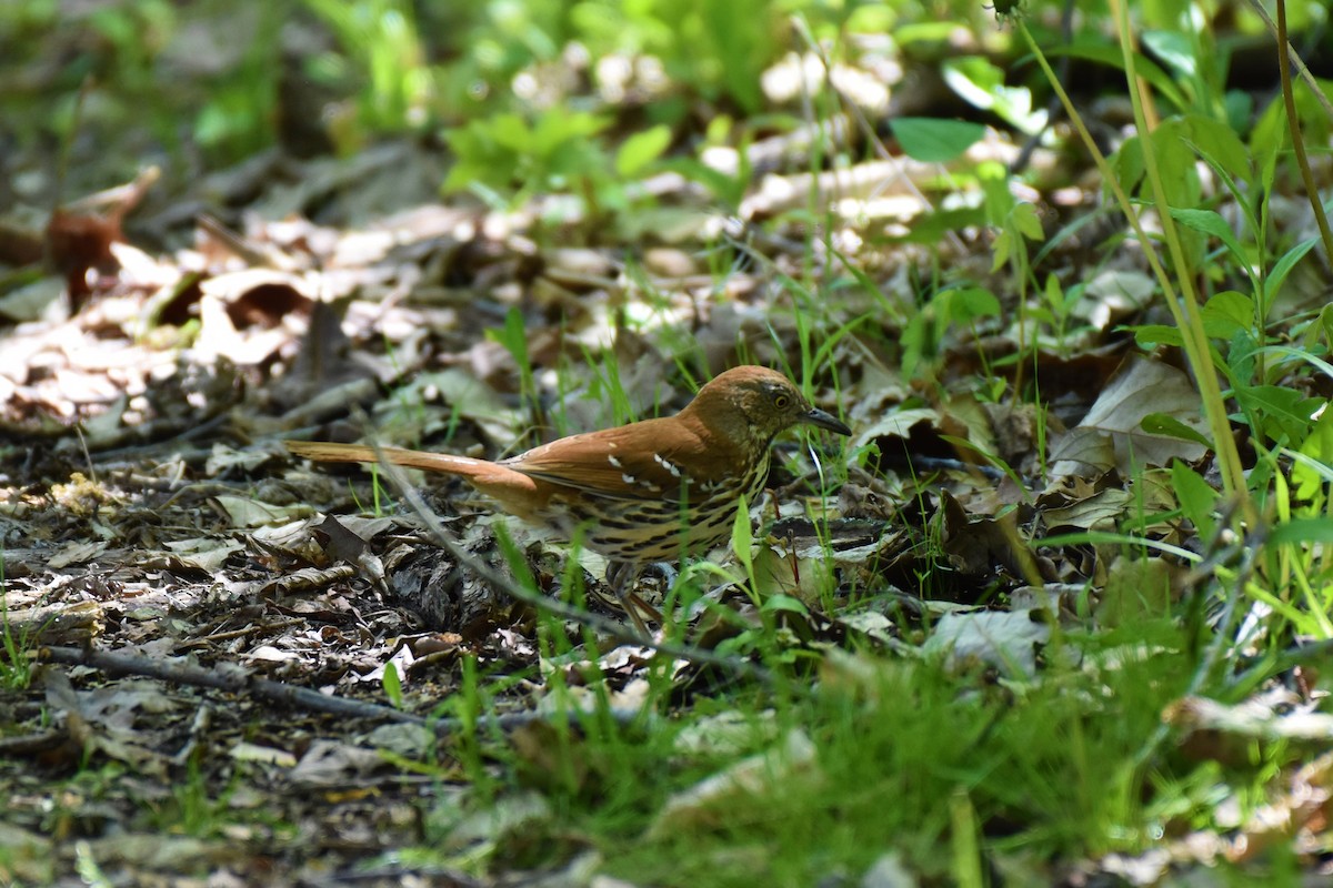 Brown Thrasher - Tom M