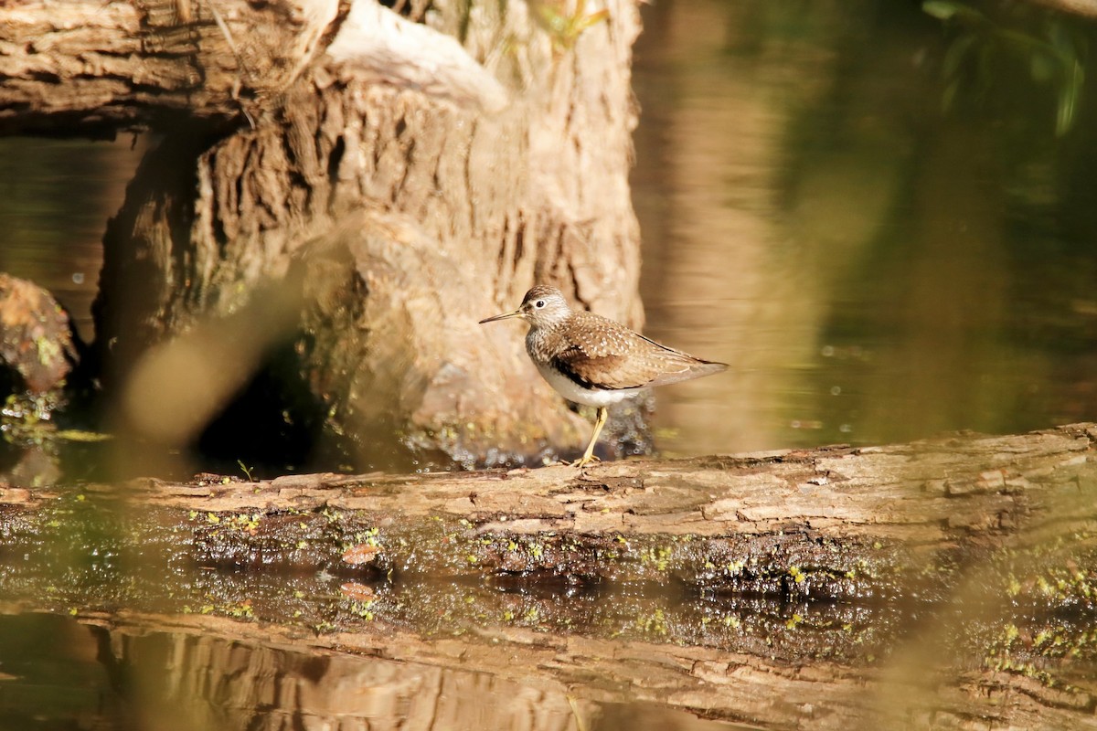 Solitary Sandpiper - ML337726501