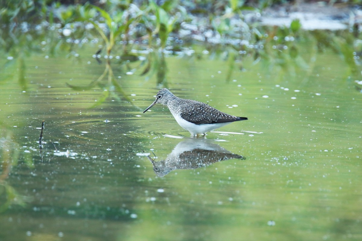 Solitary Sandpiper - ML337726511