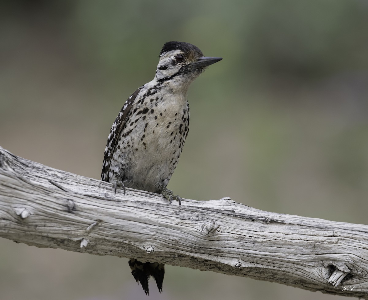 Ladder-backed Woodpecker - Wade Cortez