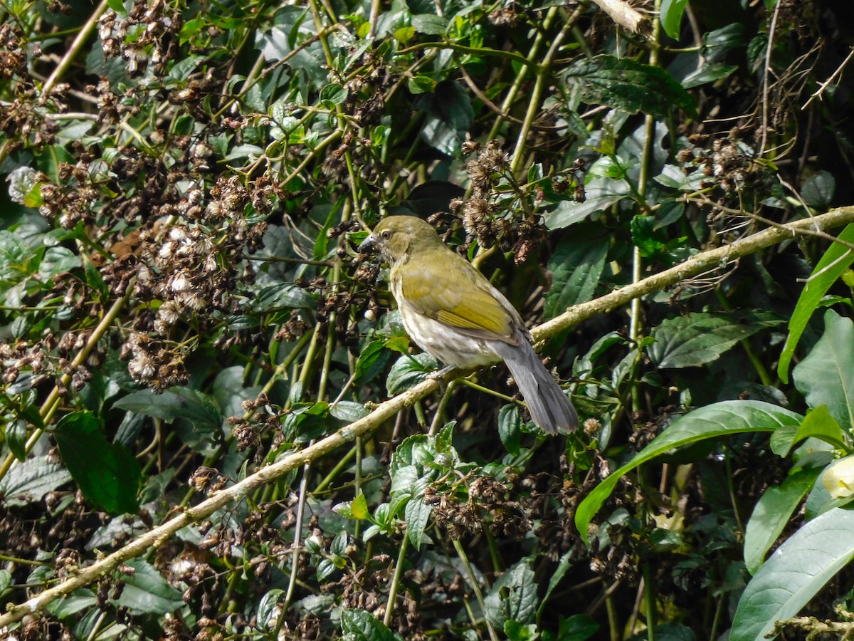 Streaked Saltator - ML337726591