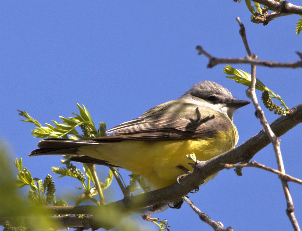 Schmalschnabel-Königstyrann - ML337726981