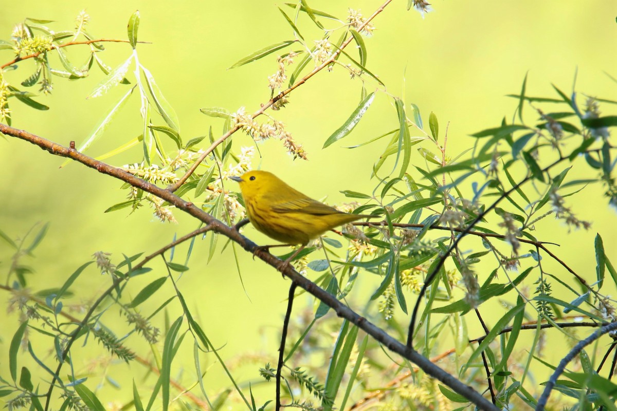 Yellow Warbler - ML337727051