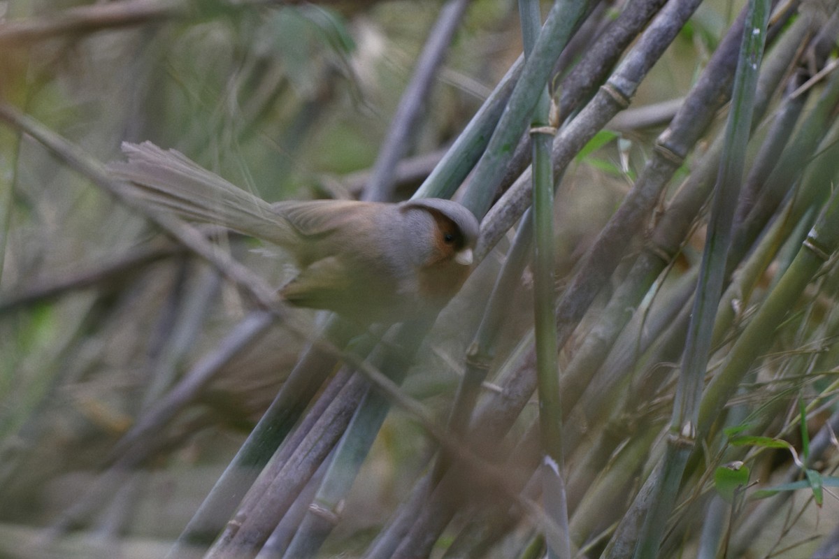 Rusty-throated Parrotbill - ML337727201
