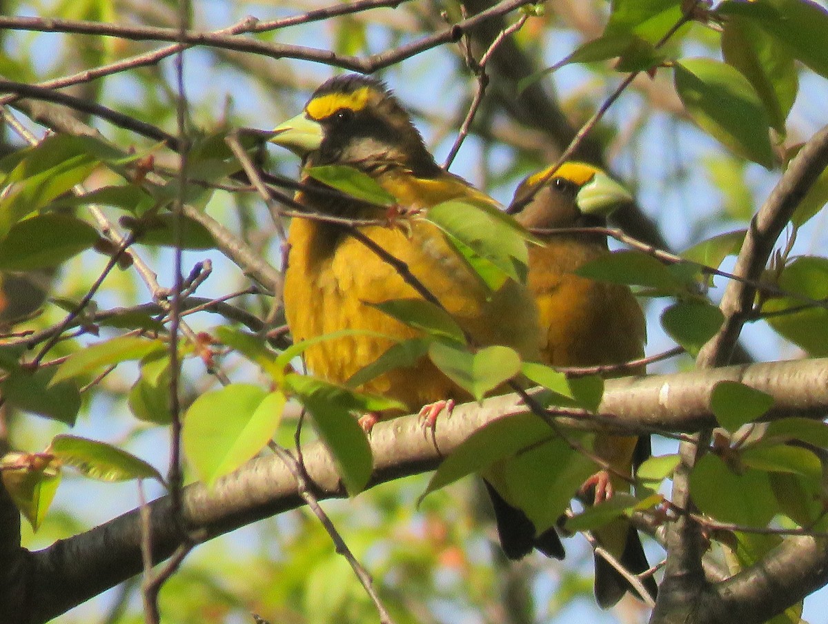 Evening Grosbeak - ML337727461