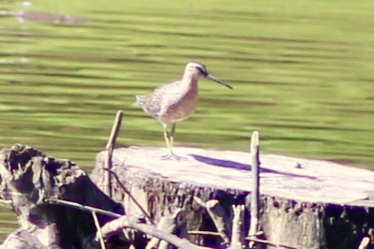 Short-billed Dowitcher - ML337727471