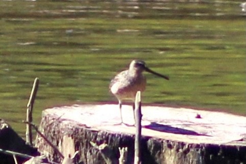 Short-billed Dowitcher - ML337727481