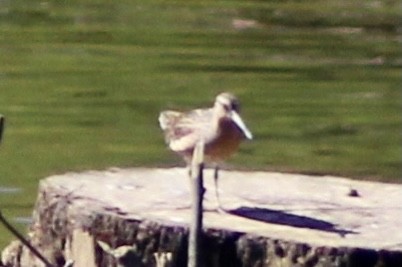Short-billed Dowitcher - ML337727491