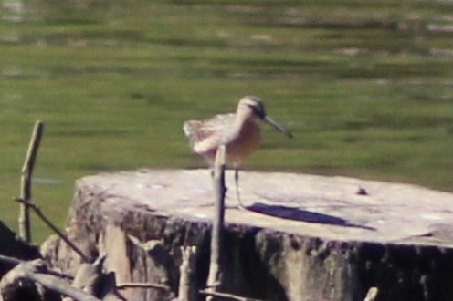 Short-billed Dowitcher - ML337727501