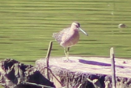 Short-billed Dowitcher - ML337727511