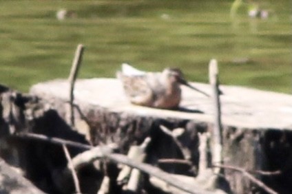 Short-billed Dowitcher - ML337727521
